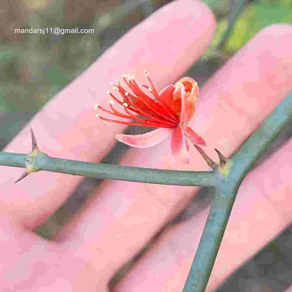 Capparis decidua