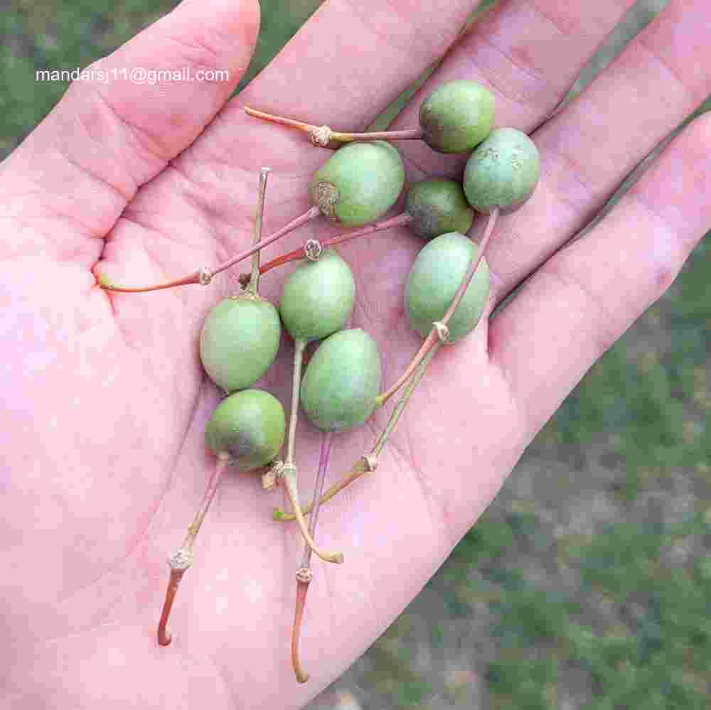 Capparis decidua