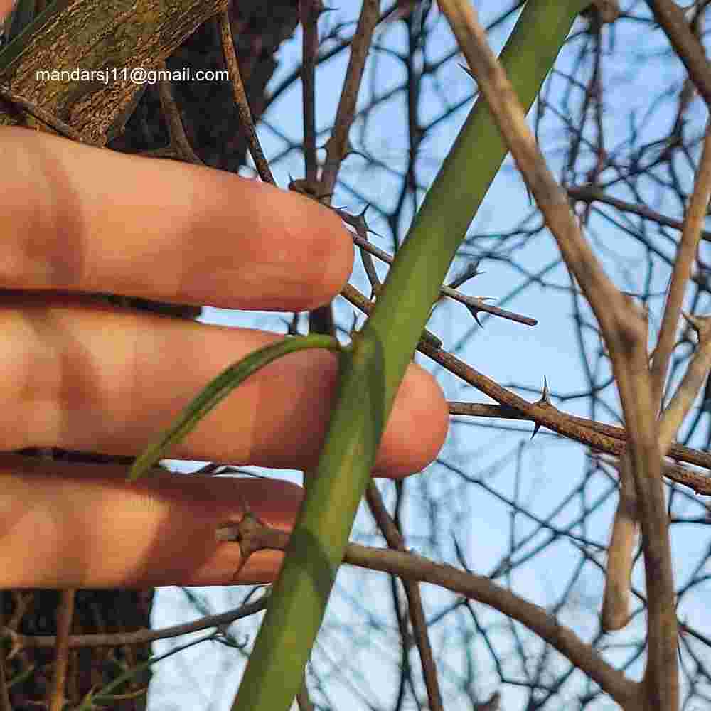 Capparis decidua
