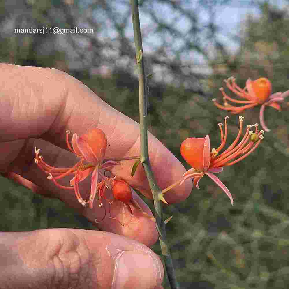 Capparis decidua
