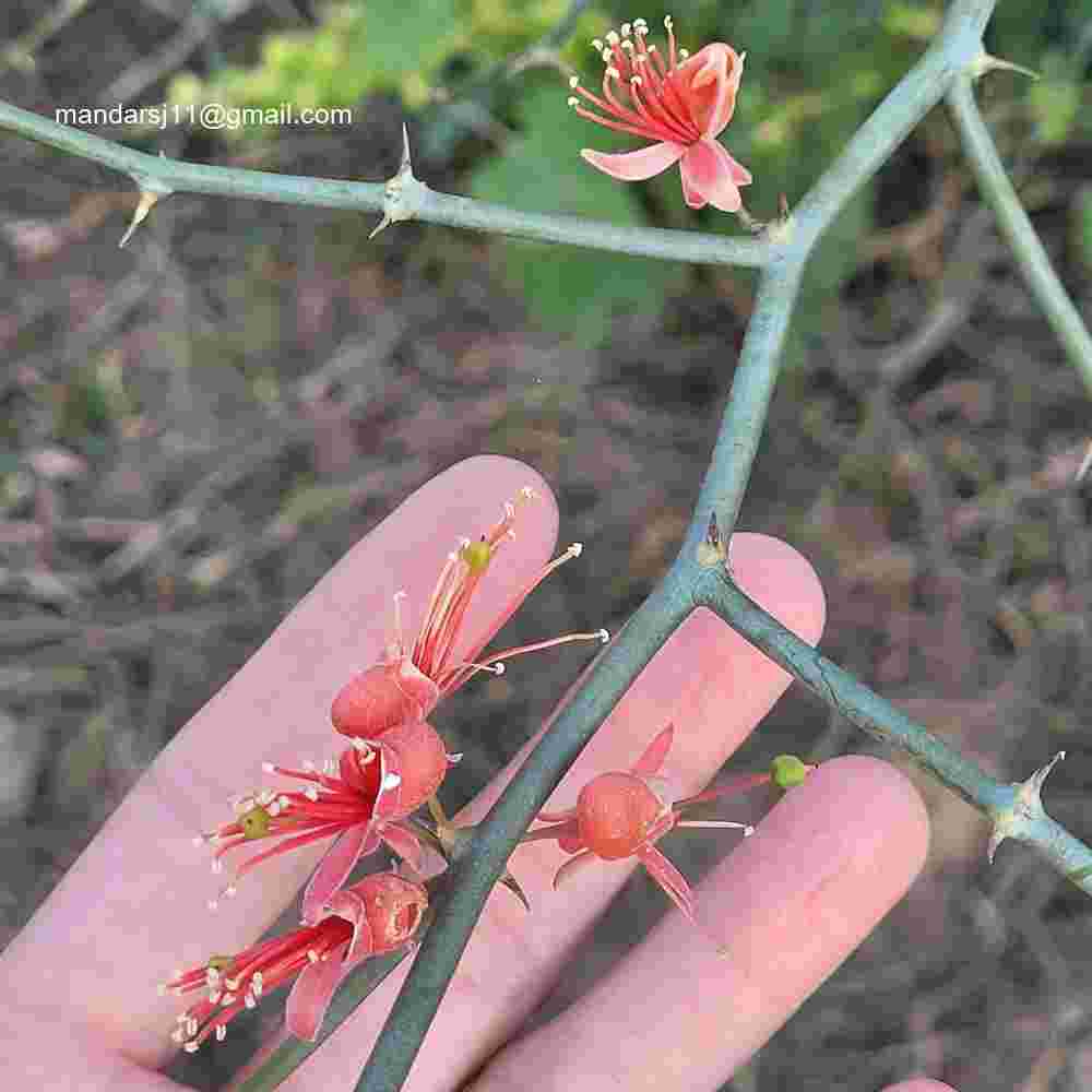 Capparis decidua