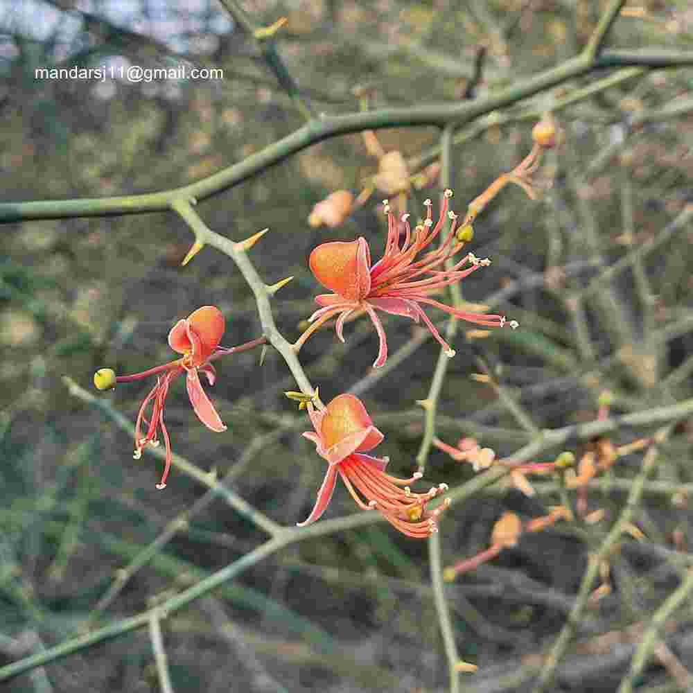 Capparis decidua