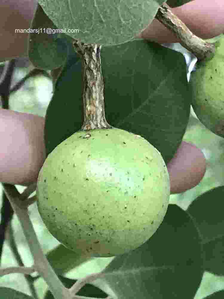 Capparis grandis