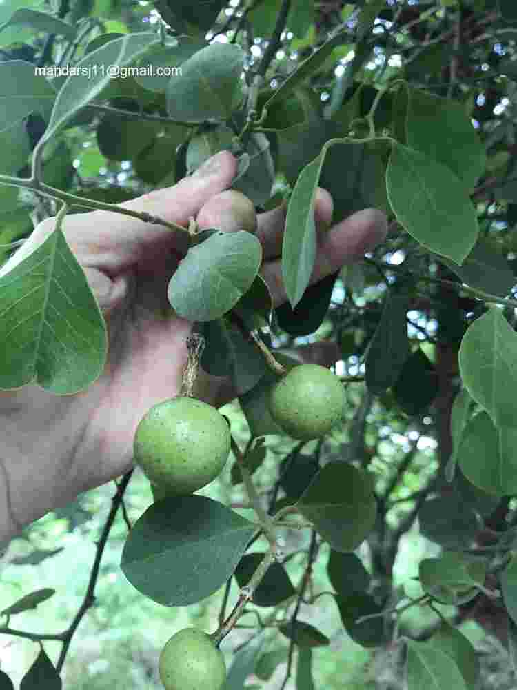 Capparis grandis