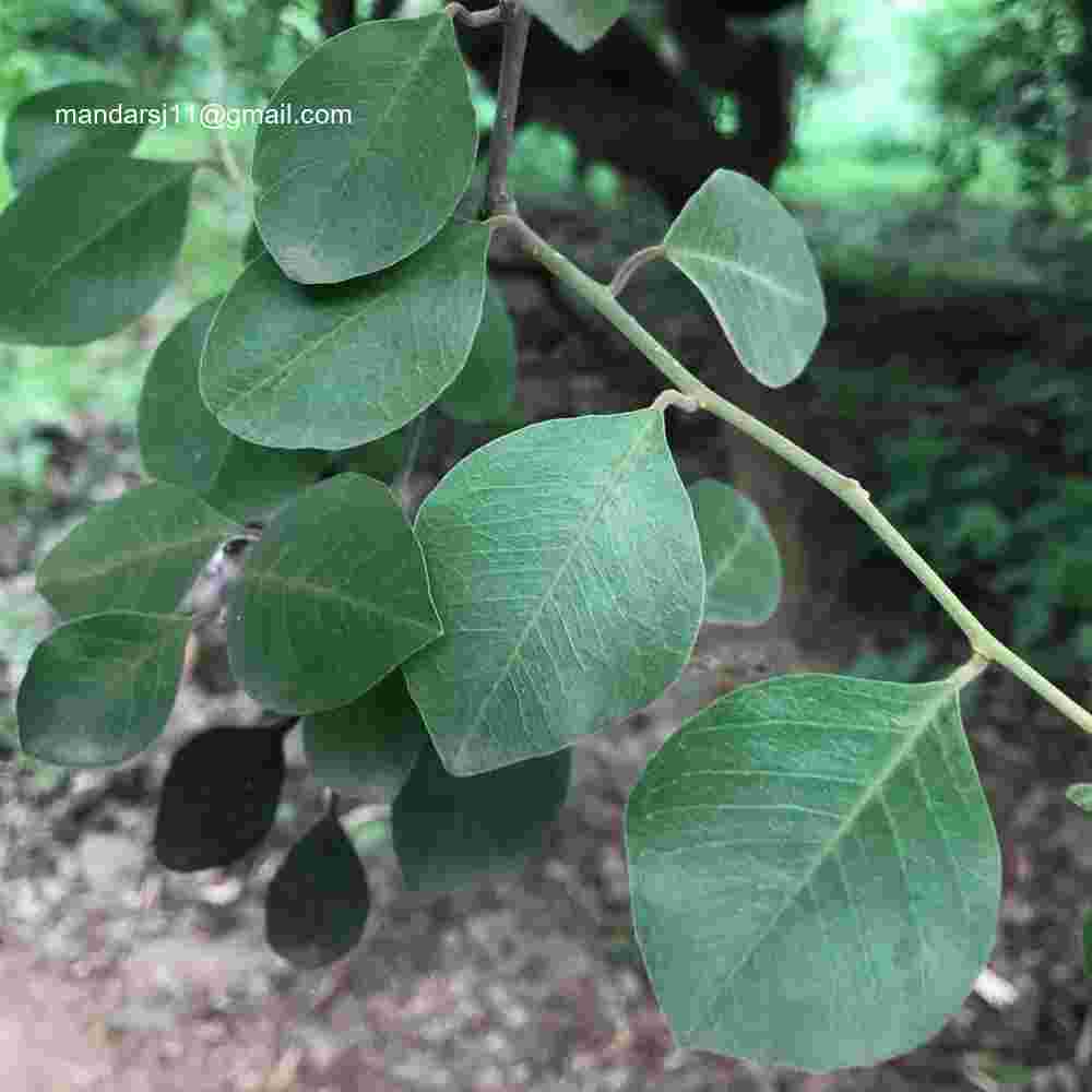 Capparis grandis