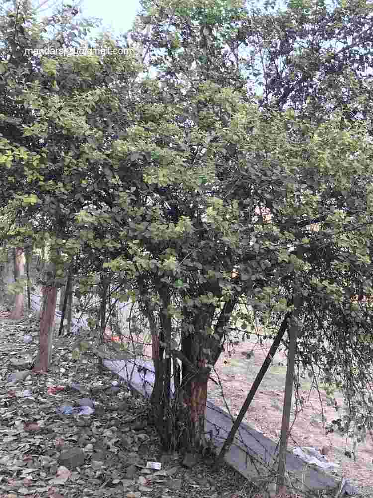 Capparis grandis
