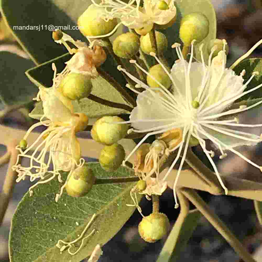 Capparis grandis
