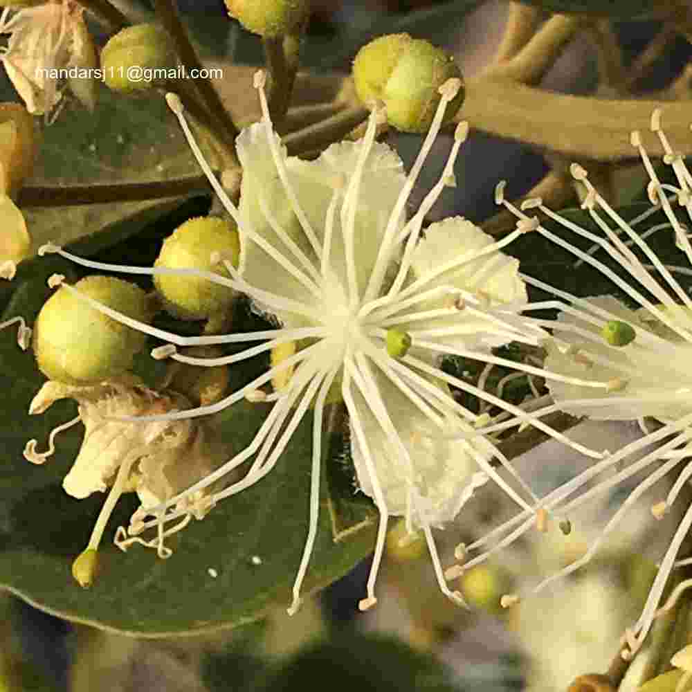 Capparis grandis