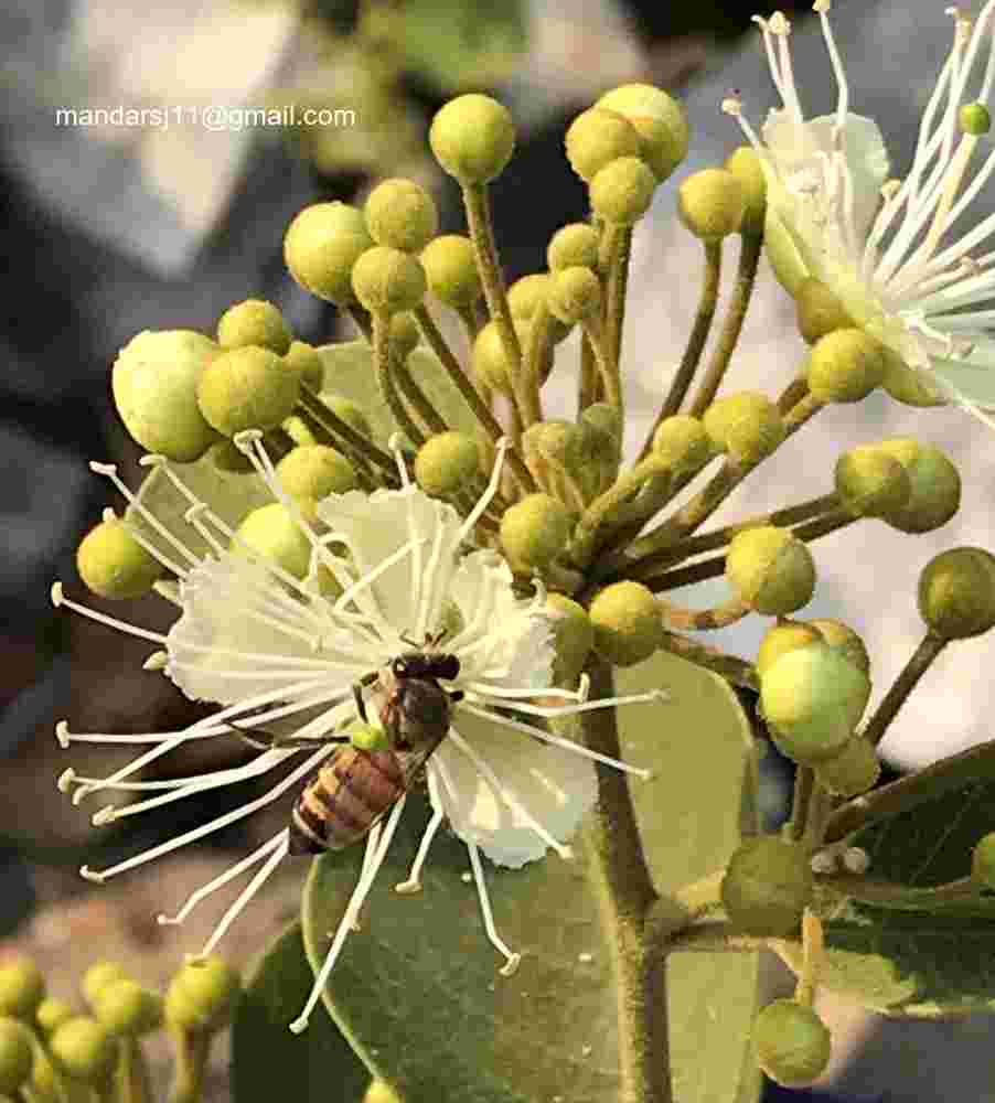 Capparis grandis