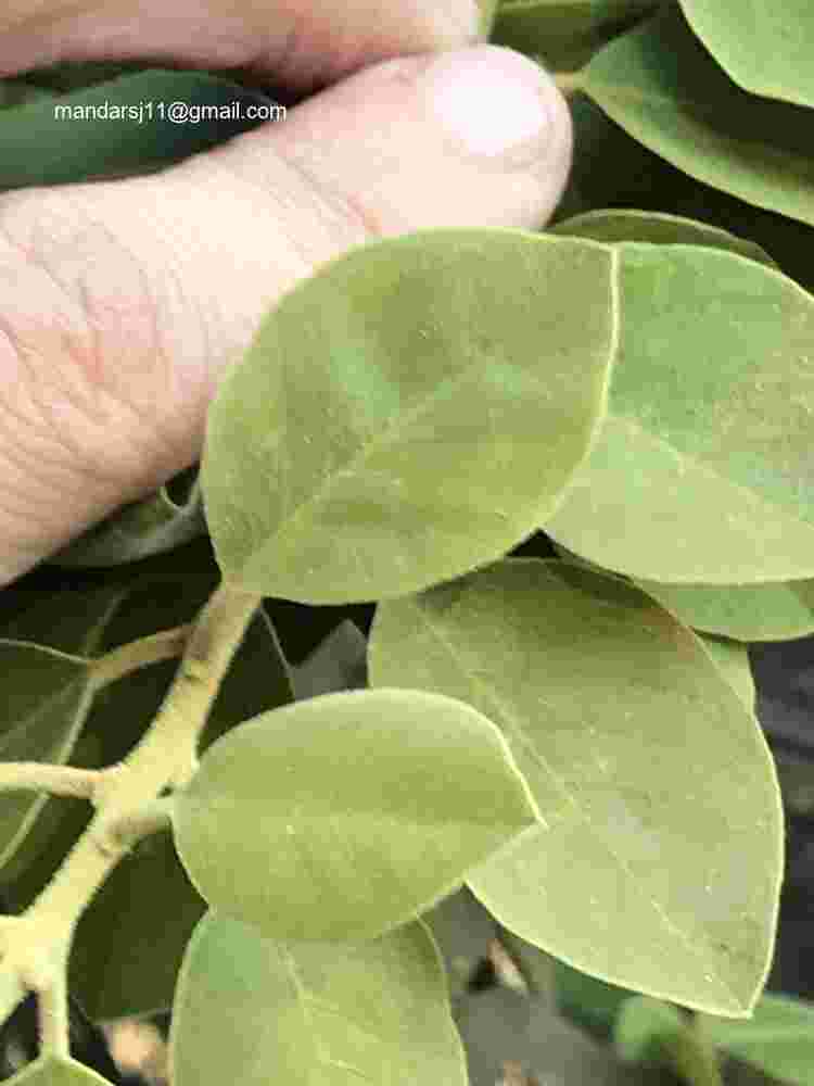 Capparis grandis