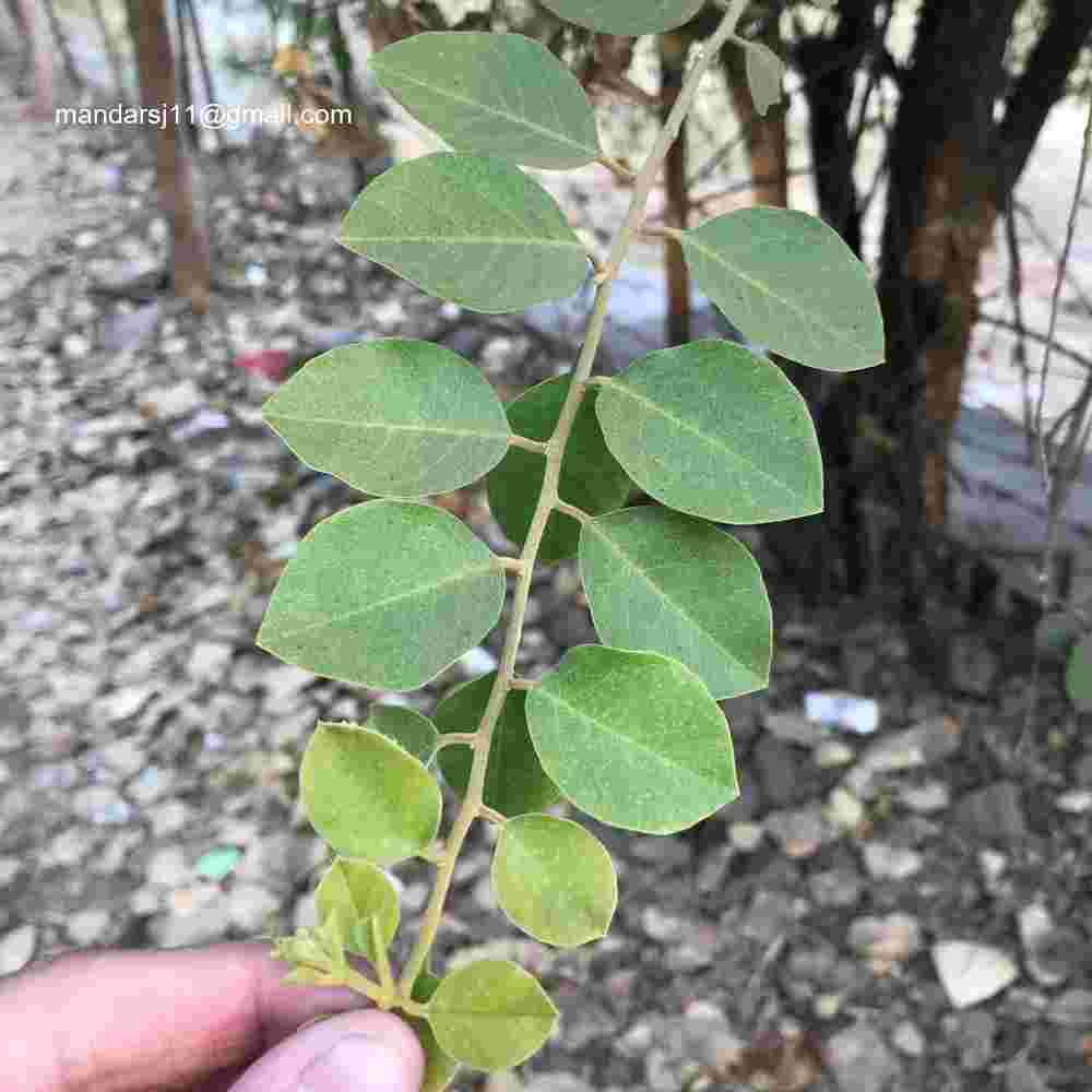 Capparis grandis