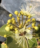 Capparis grandis