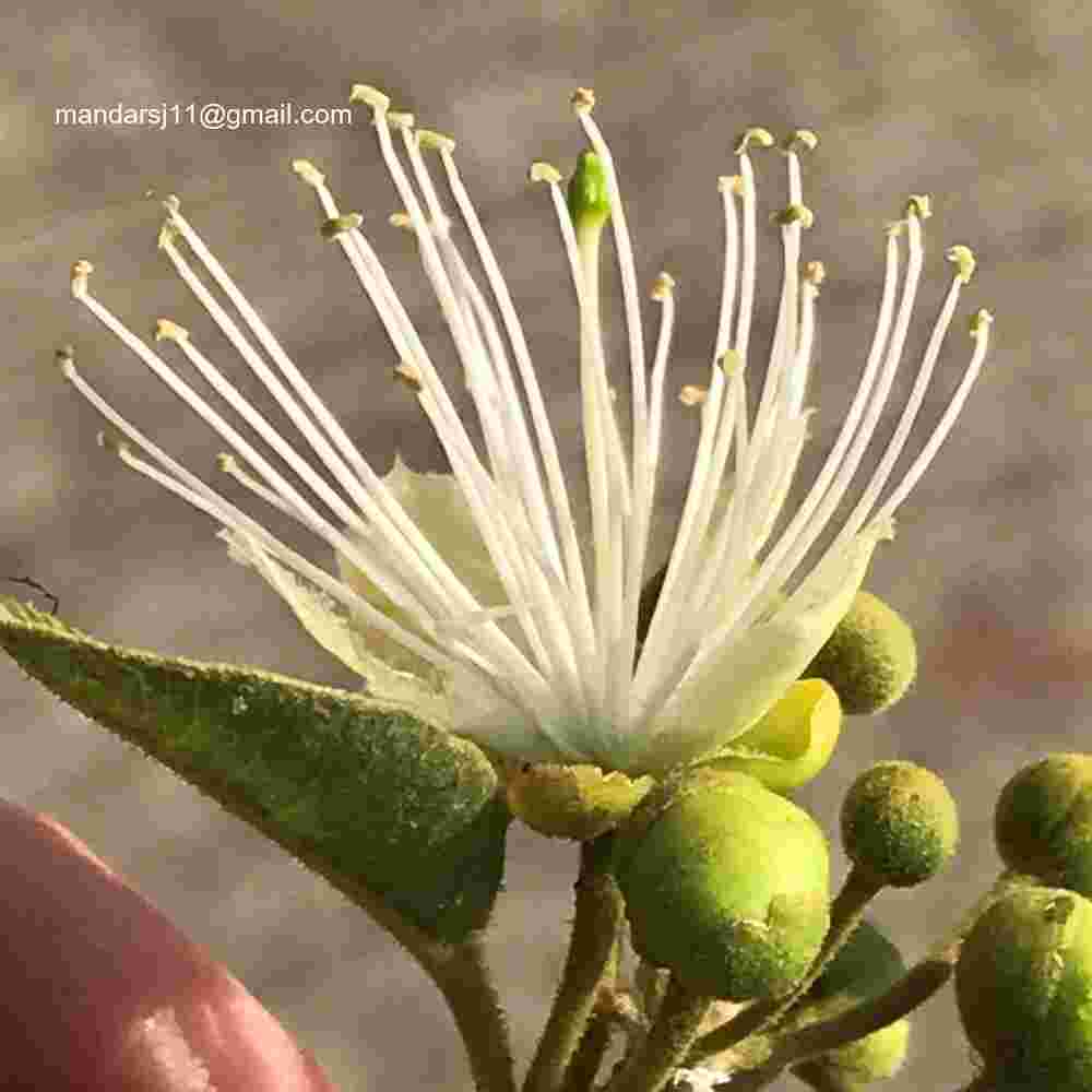 Capparis grandis