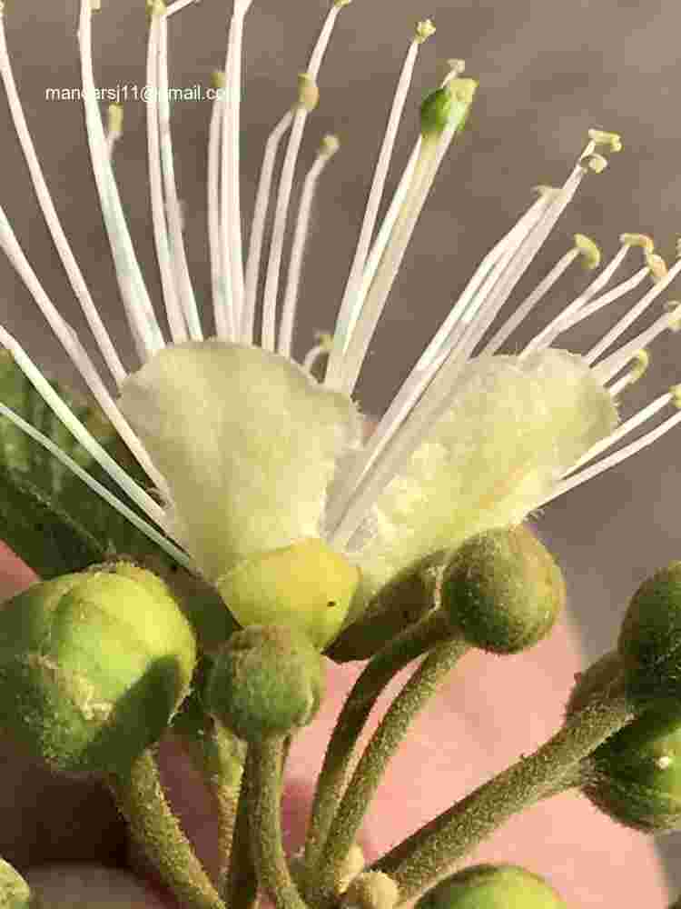 Capparis grandis