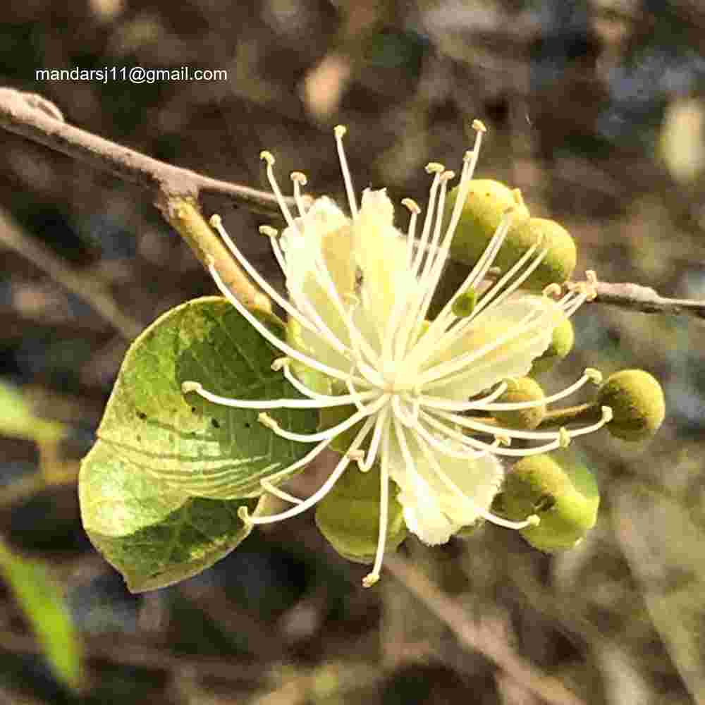 Capparis grandis
