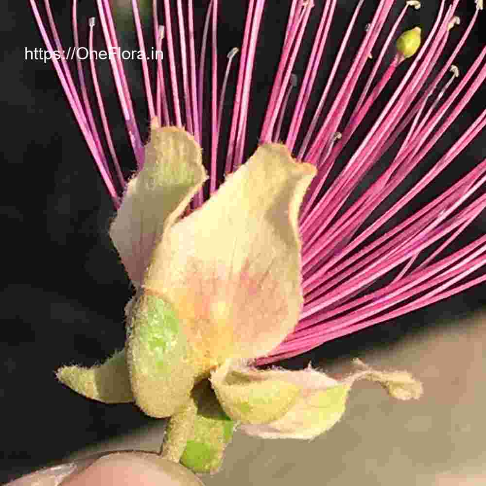 Capparis zeylanica