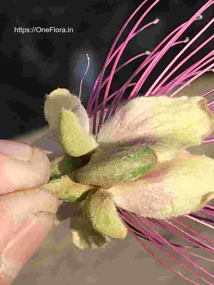 Capparis zeylanica