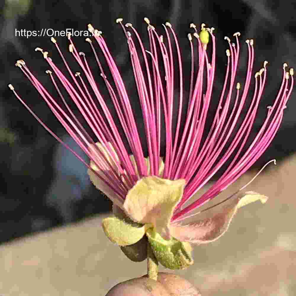 Capparis zeylanica