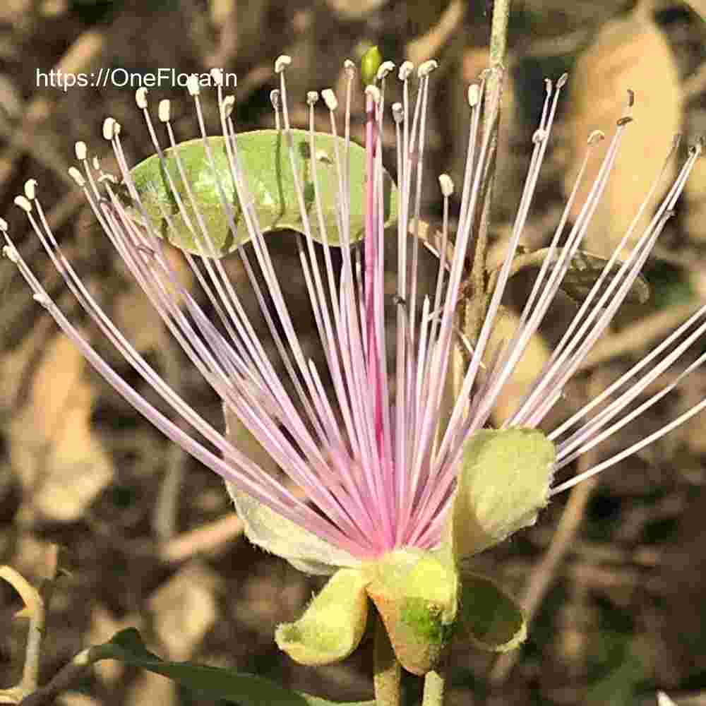 Capparis zeylanica