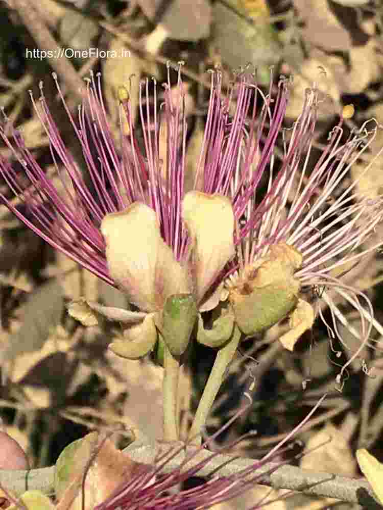 Capparis zeylanica