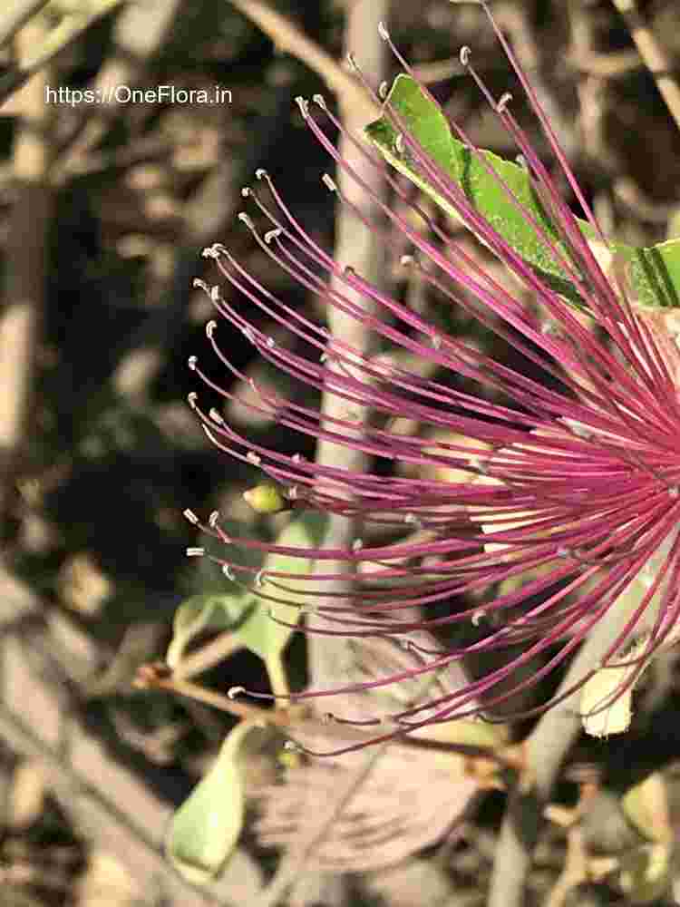 Capparis zeylanica