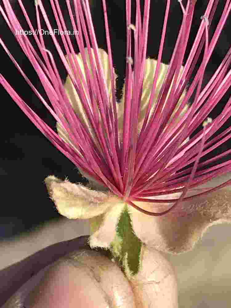 Capparis zeylanica