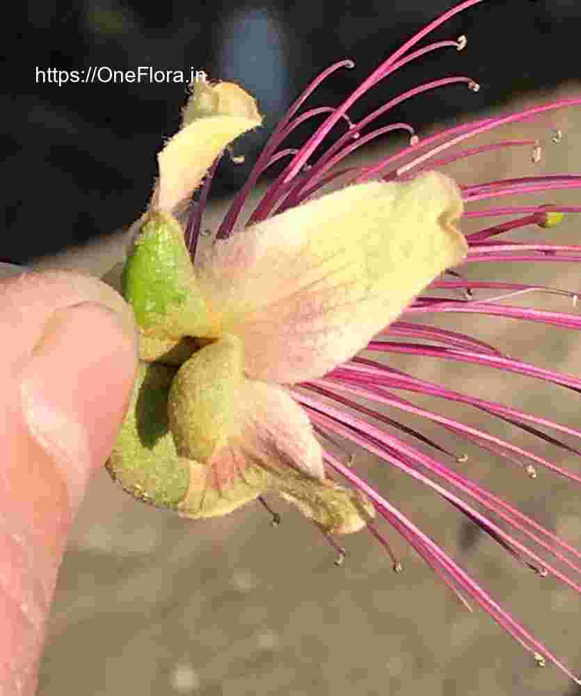 Capparis zeylanica