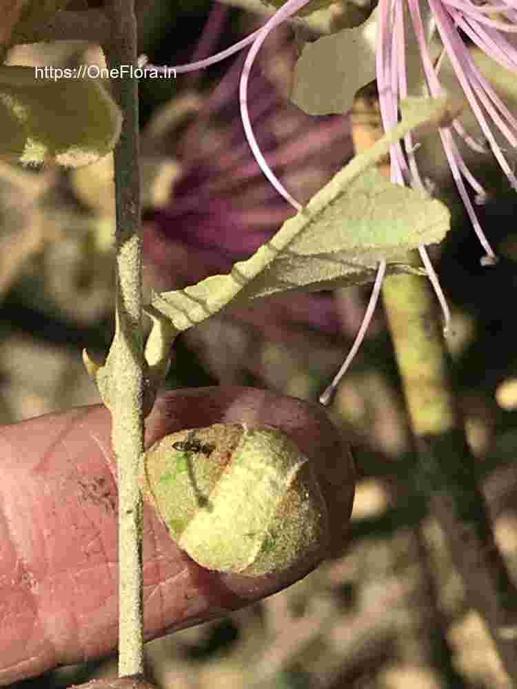 Capparis zeylanica