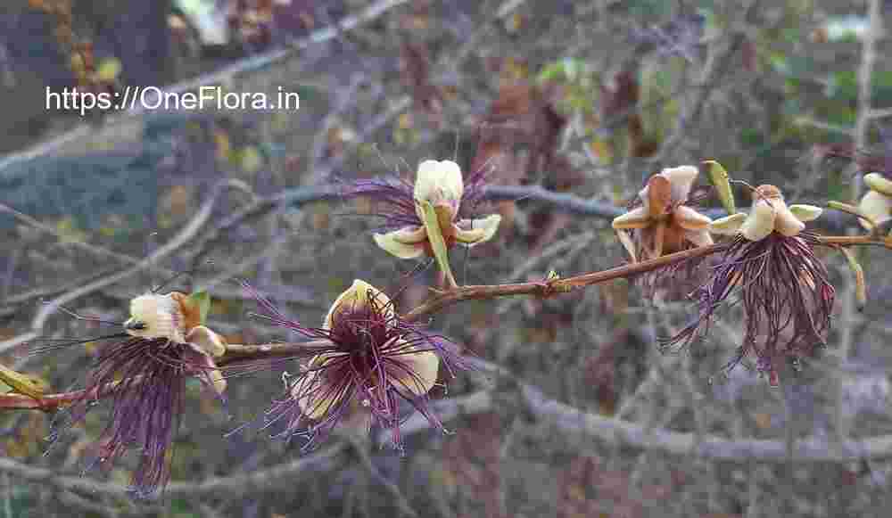 Capparis zeylanica