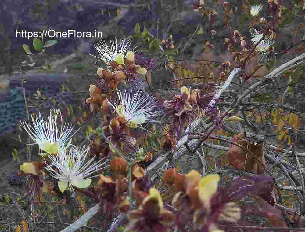 Capparis zeylanica