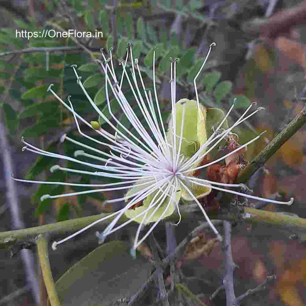 Capparis zeylanica