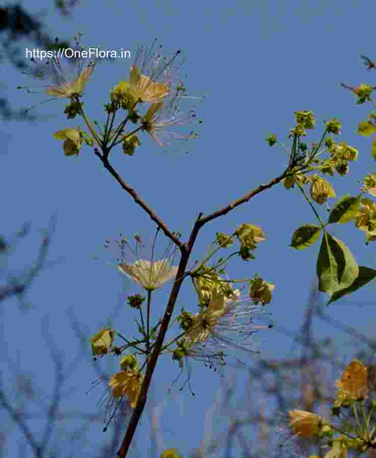 Crateva adansonii