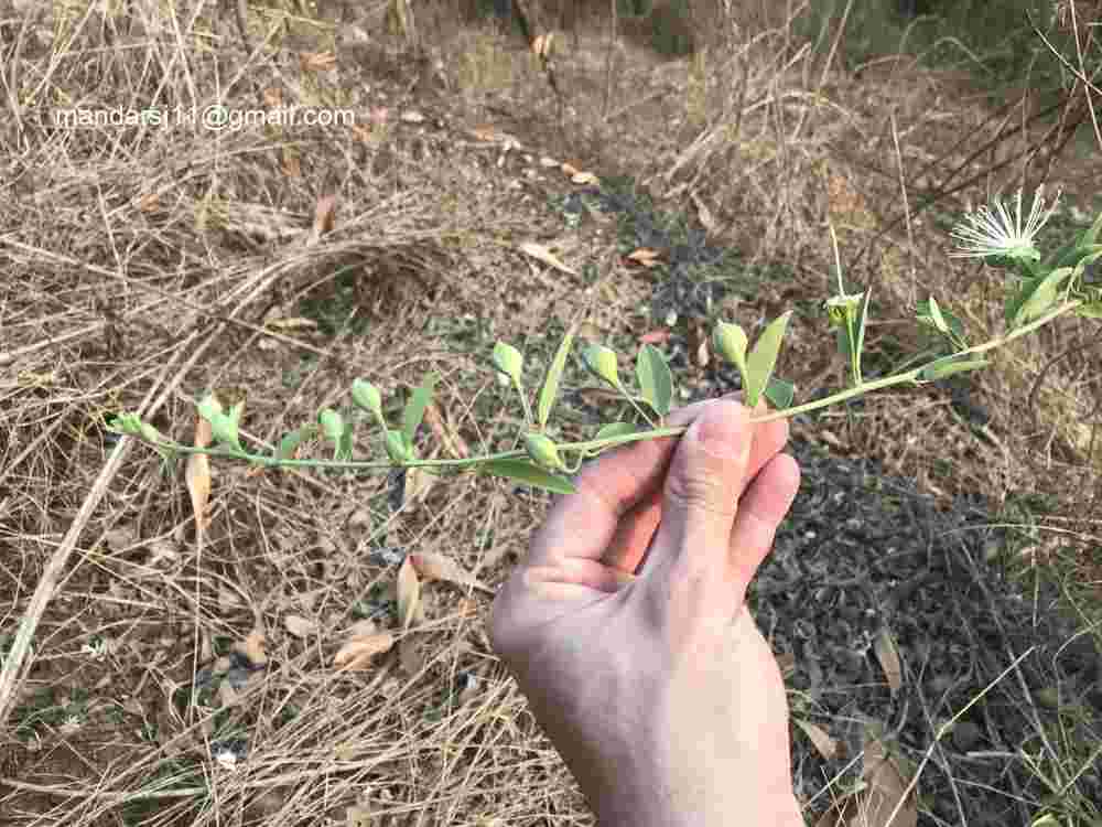 Maerua oblongifolia