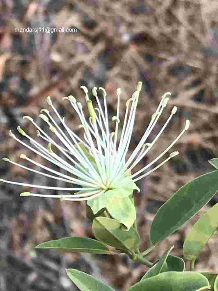 Maerua oblongifolia