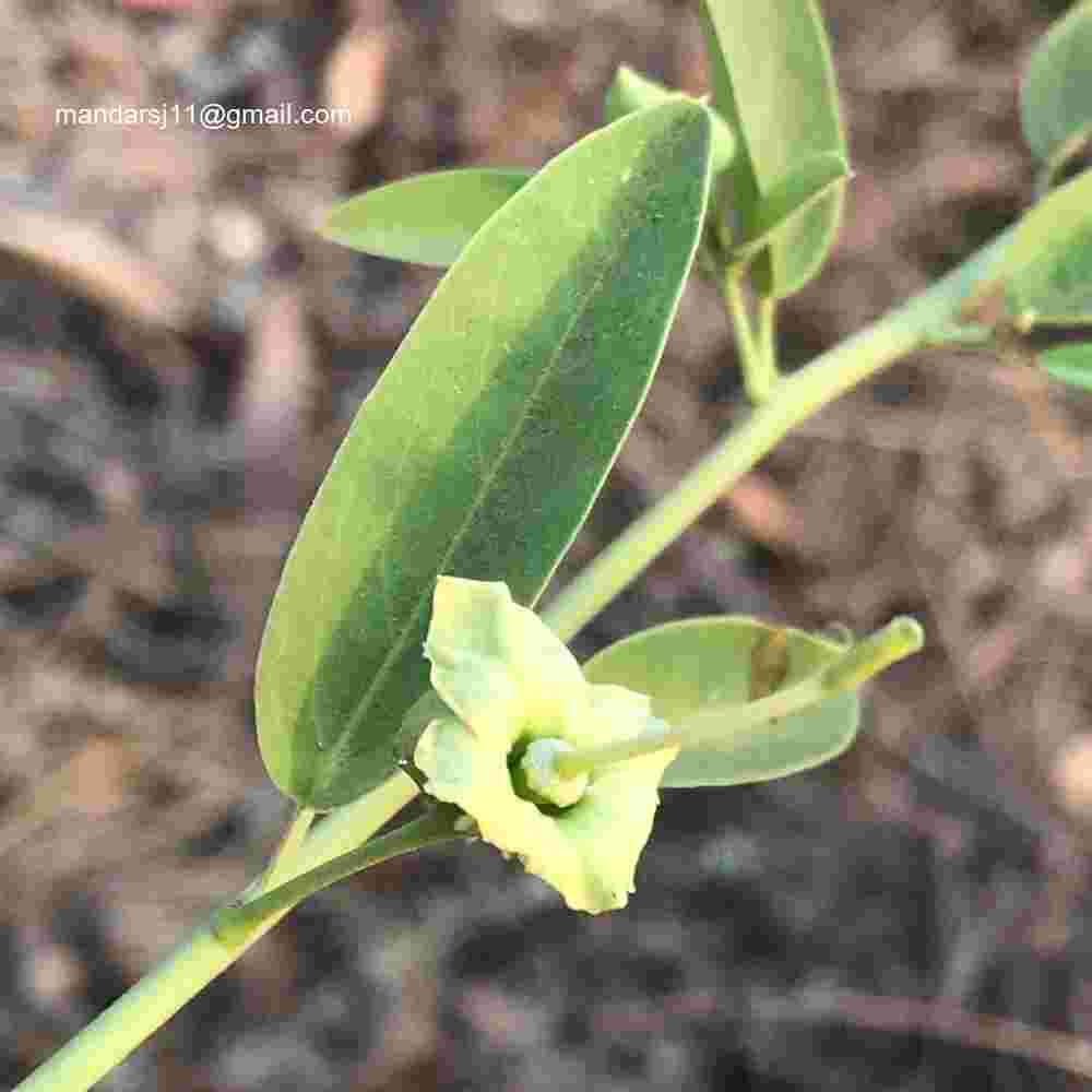 Maerua oblongifolia