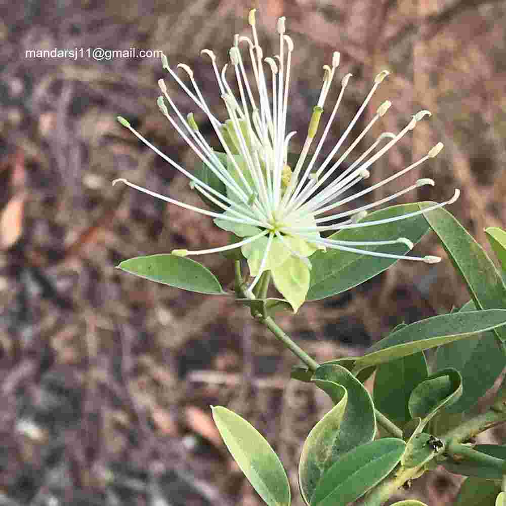 Maerua oblongifolia