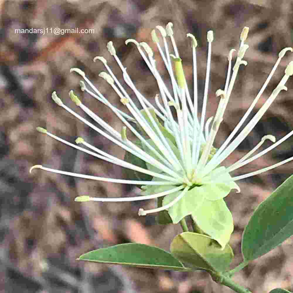 Maerua oblongifolia