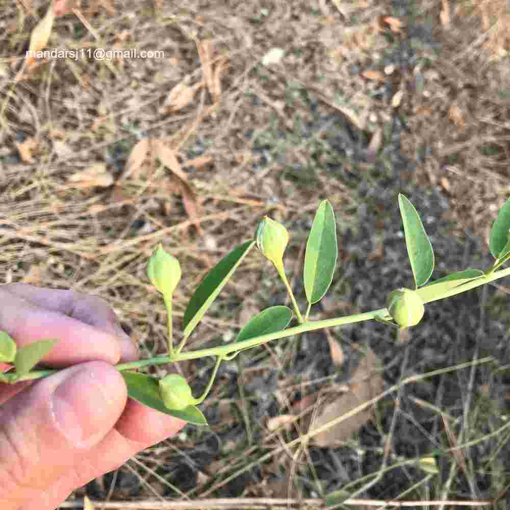 Maerua oblongifolia