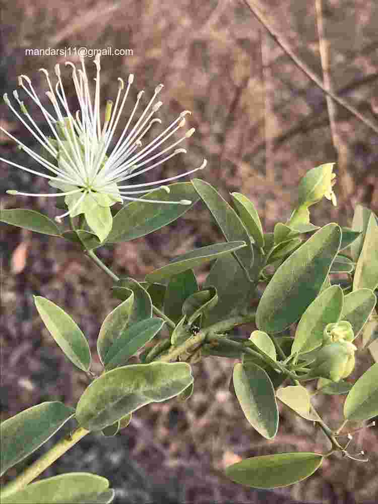 Maerua oblongifolia