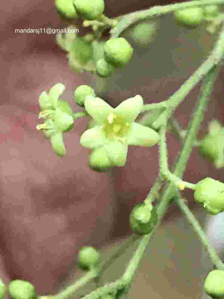 Celastrus paniculatus