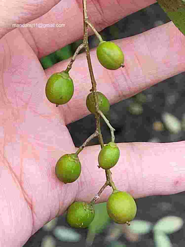 Celastrus paniculatus