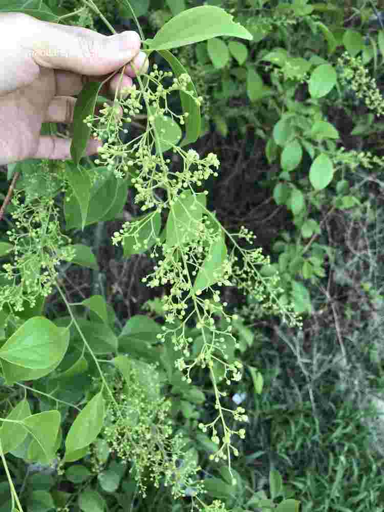 Celastrus paniculatus