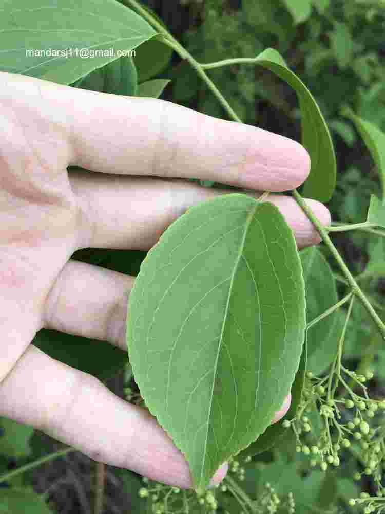 Celastrus paniculatus