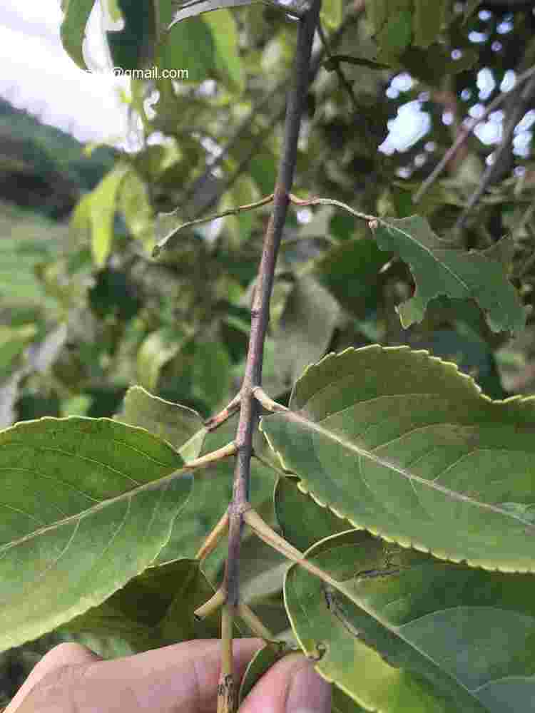 Elaeodendron glaucum