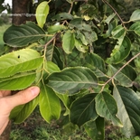 Elaeodendron glaucum