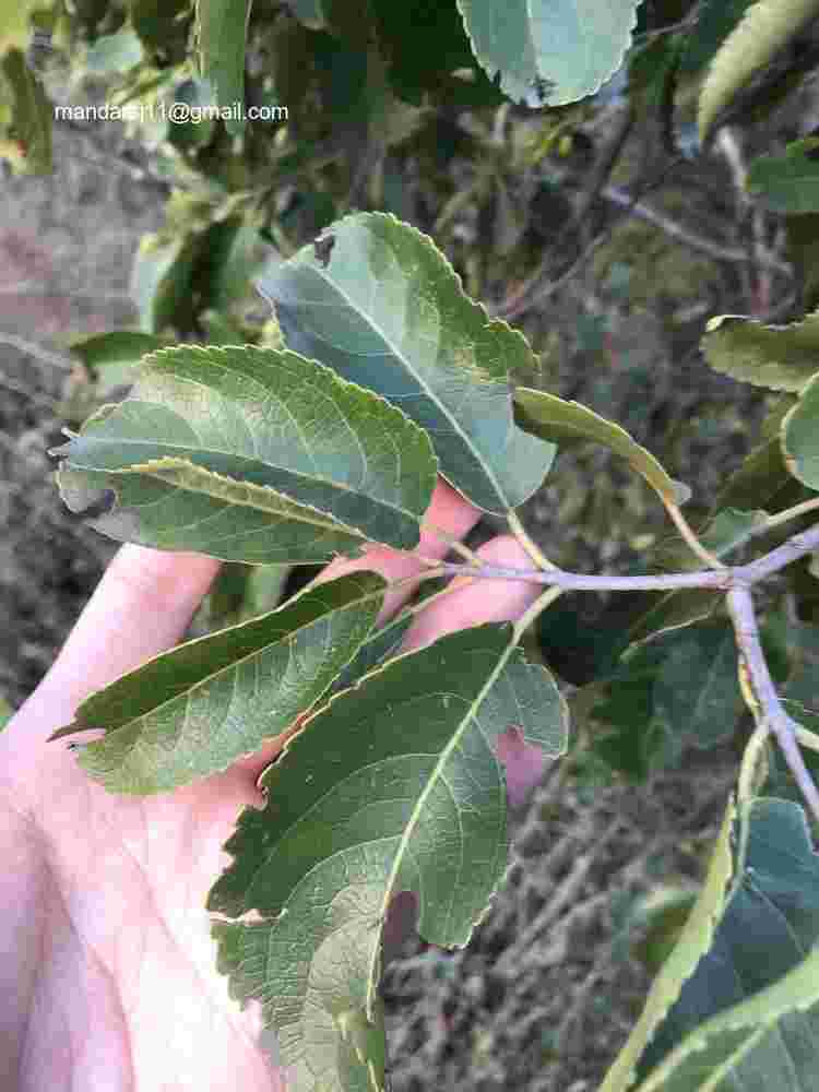 Elaeodendron glaucum