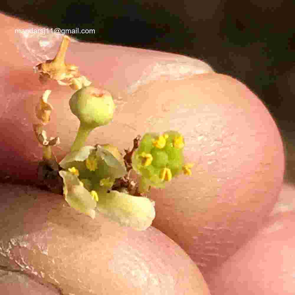 Gymnosporia senegalensis