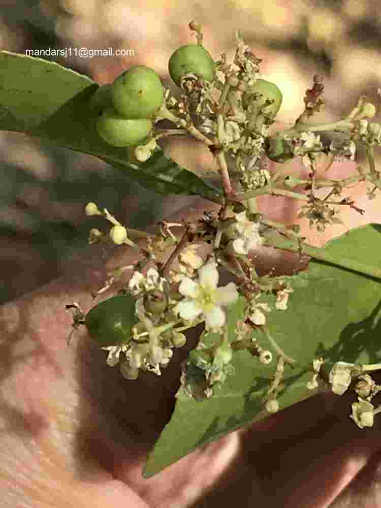 Gymnosporia senegalensis