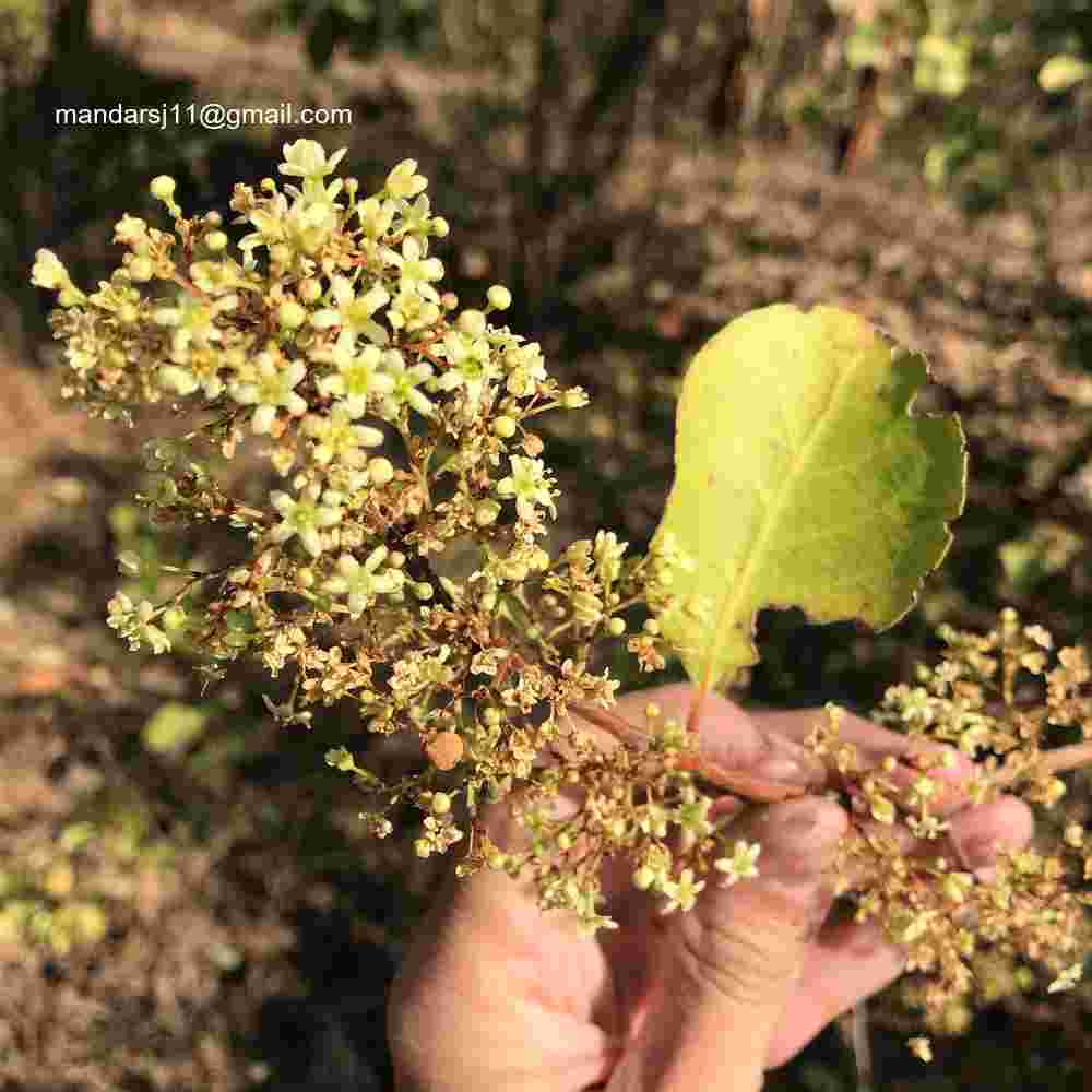 Gymnosporia senegalensis