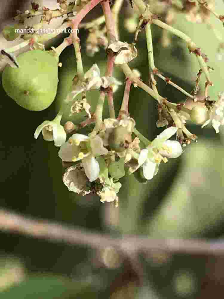 Gymnosporia senegalensis